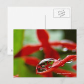 Rode bloemen in een regendruppel briefkaart (Voorkant / Achterkant)