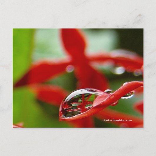 Rode bloemen in een regendruppel briefkaart (Voorkant)