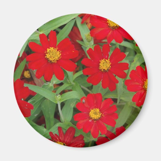 Rode bloemen met gele centers magneet (Voorkant)
