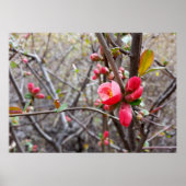 rode bloemen poster (Voorkant)