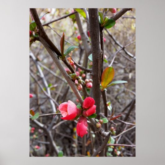 rode bloemen poster (Voorkant)