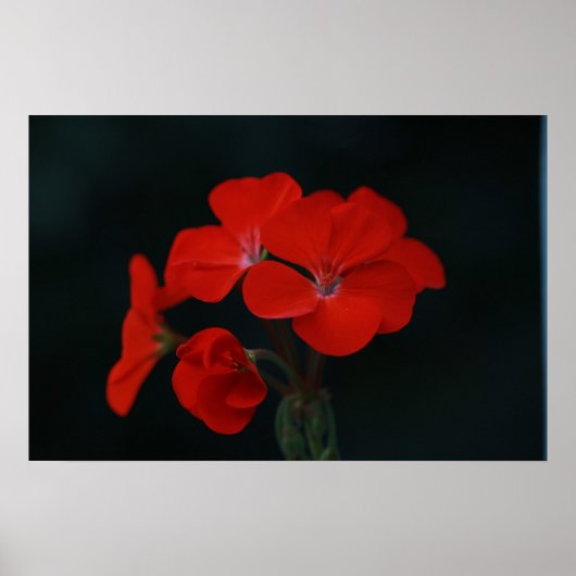 Rode Bloemen Tegen Zwarte Achtergrond Poster (Voorkant)