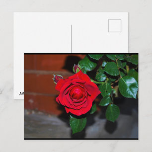 Rode bloemrozen briefkaart