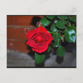 Rode bloemrozen briefkaart (Voorkant)