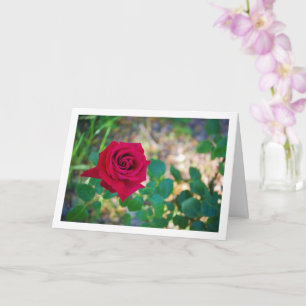 Rode bloemschilderij met roos kaart