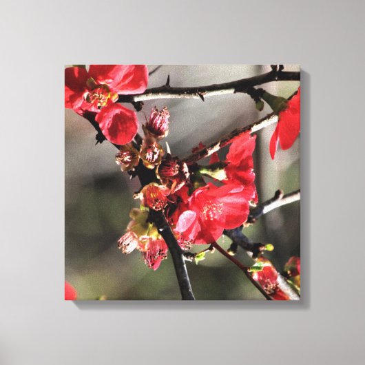 Rode bloesems Floral Canvas Afdruk (Voorkant)