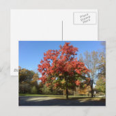 Rode boom briefkaart (Voorkant / Achterkant)