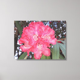 Rode boombloem canvas afdruk