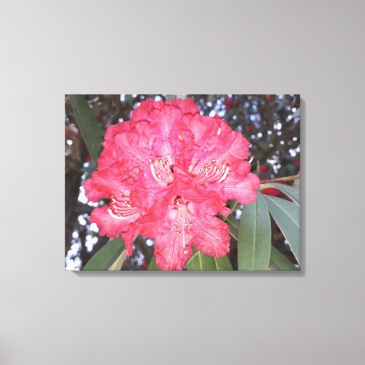 Rode boombloem canvas afdruk (Voorkant)