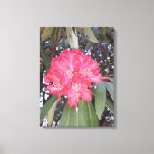 Rode boombloem canvas afdruk (Voorkant)