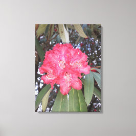 Rode boombloem canvas afdruk