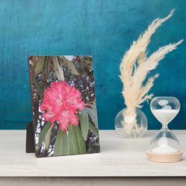 Rode boombloem fotoplaat