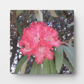 Rode boombloem fotoplaat (Voorkant)