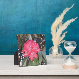 Rode boombloem fotoplaat