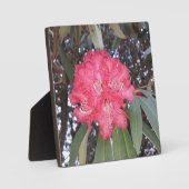 Rode boombloem fotoplaat (Voorkant)