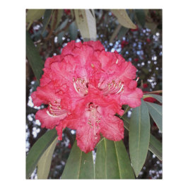 Rode boombloem perfect poster