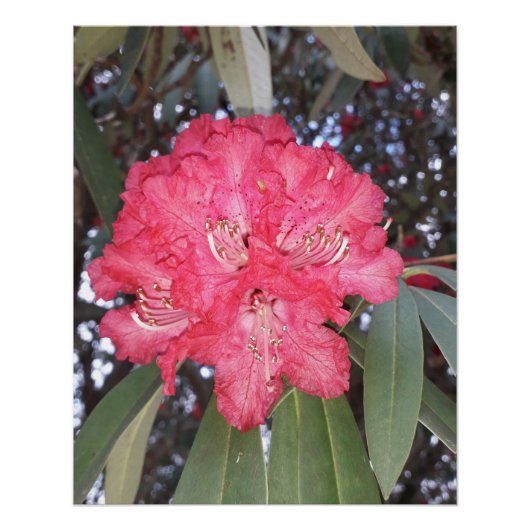 Rode boombloem perfect poster (Voorkant)