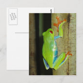 rode boomkikker briefkaart (Voorkant / Achterkant)