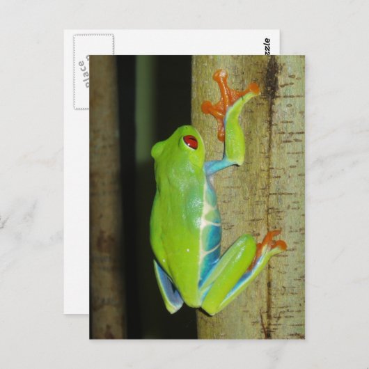 rode boomkikker briefkaart (Voorkant / Achterkant)