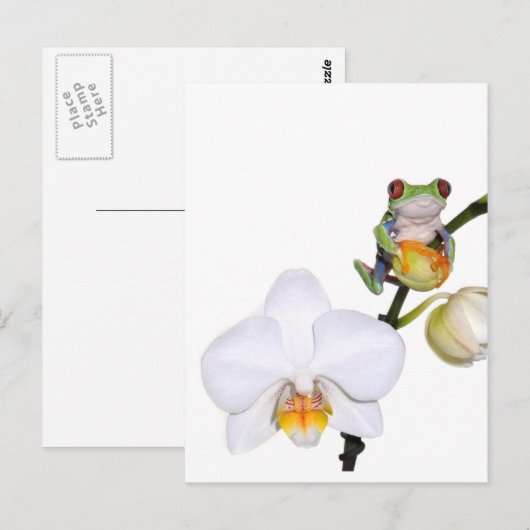 rode boomkikker op orchidee briefkaart (Voorkant / Achterkant)