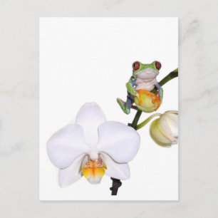 rode boomkikker op orchidee briefkaart