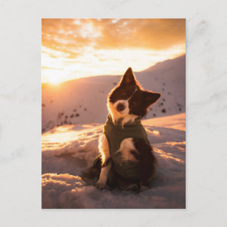 Rode Border Collie in besneeuwde bergen bij zonson Briefkaart