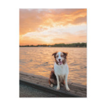 Rode Border Collie Zonsondergang Meer Steiger