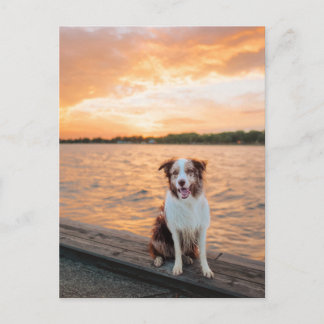 Rode Border Collie Zonsondergang Meer Steiger Briefkaart