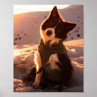 Rode Bordercollie in besneeuwde bergen bij zonsond Poster