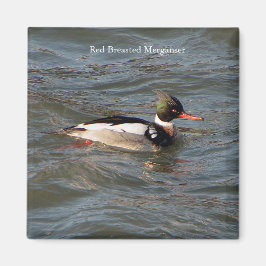 Rode Borst Merganser magneet