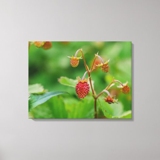 Rode bosaardbei groeit in een tuinfoto canvas afdruk (Voorkant)