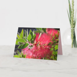 Rode Bottlebrush Australische Bloem bloemkaart Kaart