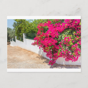 Rode bougainville bloemen bloeien op witte muur.JP Briefkaart