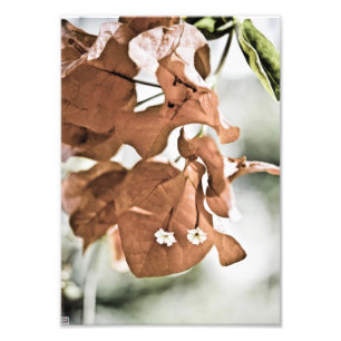 Rode Bougainvillea Foto Afdruk