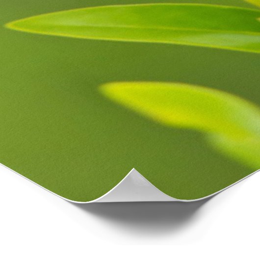 Rode bramen (Agelaius Phoeniceus) Mannelijk Poster (Hoek)