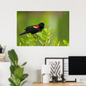 Rode bramen (Agelaius Phoeniceus) Mannelijk Poster (Thuiskantoor)