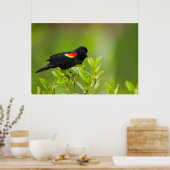 Rode bramen (Agelaius Phoeniceus) Mannelijk Poster (Keuken)