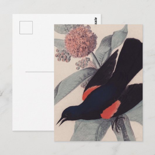 Rode brauwvogel van John James Audubon Briefkaart (Voorkant / Achterkant)