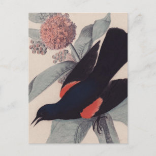 Rode brauwvogel van John James Audubon Briefkaart
