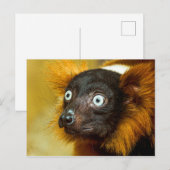Rode Briefkaart met rode rode luis (Voorkant / Achterkant)