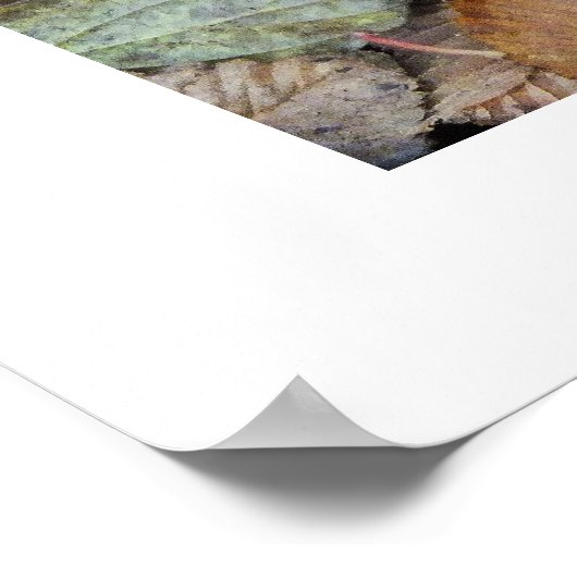 Rode broodkool, Amanita muscaria Poster (Hoek)