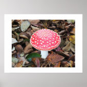 Rode broodkool, Amanita muscaria Poster (Voorkant)