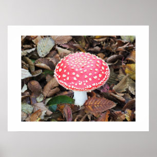Rode broodkool, Amanita muscaria Poster