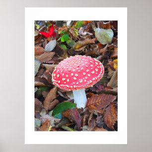 Rode broodkool, Amanita muscaria Poster