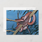 Rode bruine giftige slangen briefkaart (Voorkant / Achterkant)