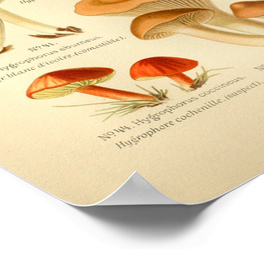  rode bruine paddenstoelen Kunst print Frans (Hoek)