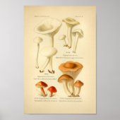 rode bruine paddenstoelen Kunst print Frans (Voorkant)