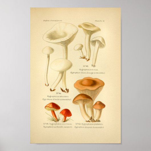  rode bruine paddenstoelen Kunst print Frans (Voorkant)