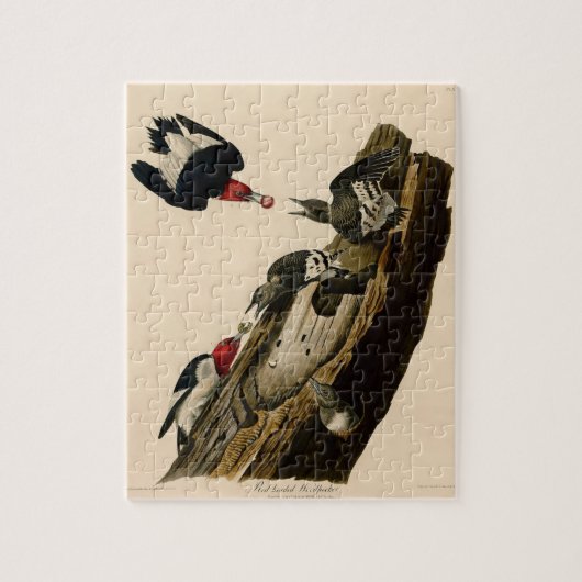  rode buikverf met buisvormige buisjes legpuzzel (Verticaal)