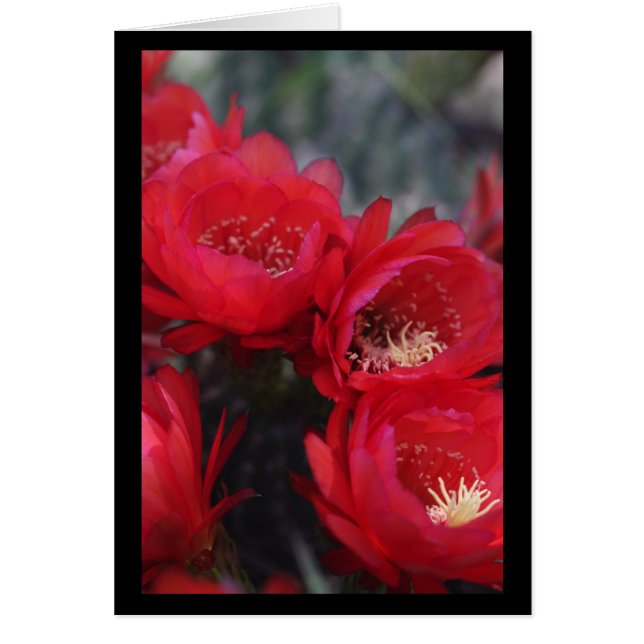 Rode cactus bloom (Voorkant)